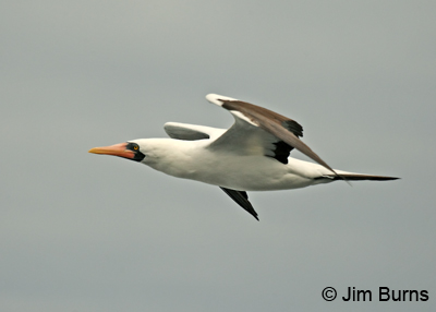Masked Booby