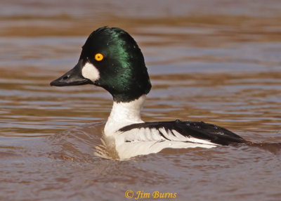 Common Goldeneye male portrait--1671