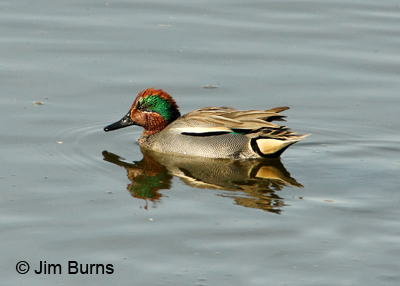 Eurasian (Common) Teal