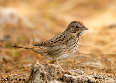 Lincoln's Sparrow