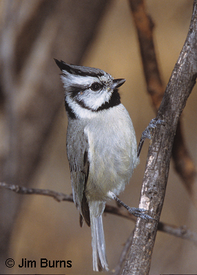 Bridled Titmouse