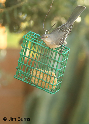 Northern Mockingbird on suet
