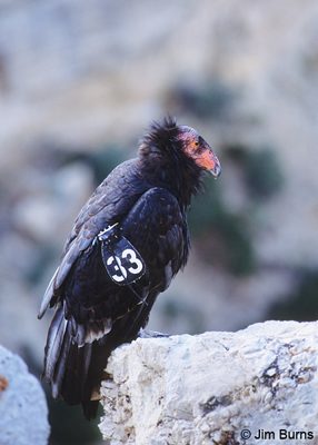 California Condor