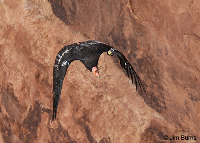 California Condor