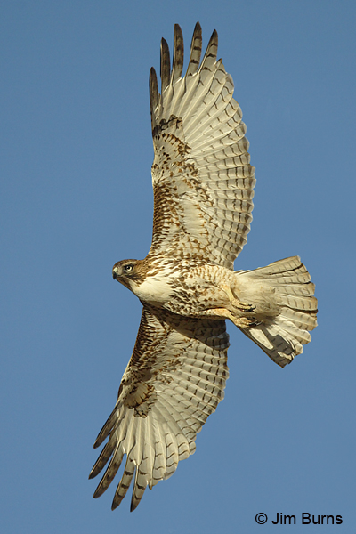 Red-tailed Hawk juvenile