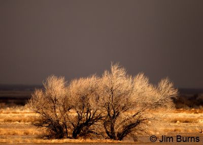 Sunrise on the coming snowstorm