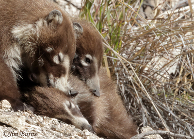 White-nosed Coati mother with kits close-up--5102