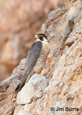 Peregrine Falcon at Watson Lake