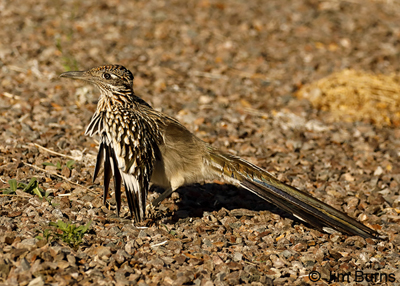Greater Roadrunner