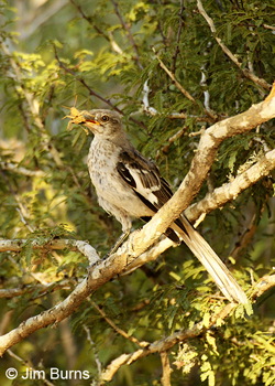 Northern Mockingbird