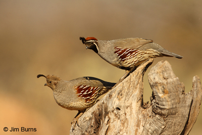 Gambel's Quail pair