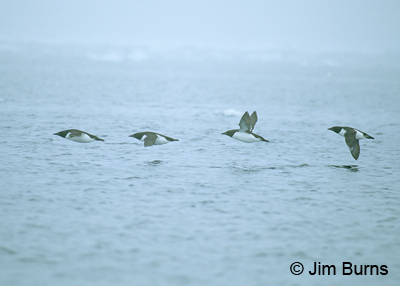 Thick-billed Murres in flight