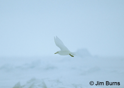 Ivory Gull over pack ice