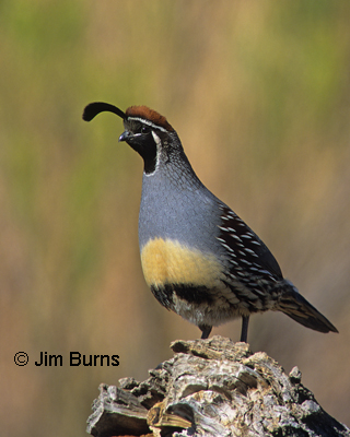 Gambel's Quail
