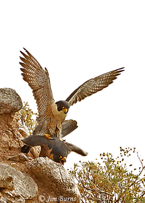Peregrine Falcon