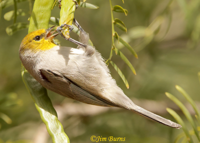 Verdin