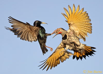 Starling Wars