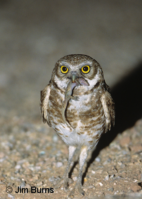 Burrowing Owl with gecko