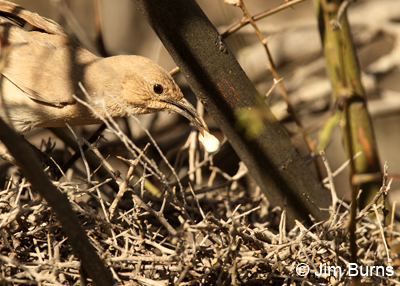 Le Conte's Thrasher female removing fecal sac from the nest