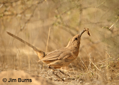 Le Conte's Thrasher male jumping to nest with insect larvae