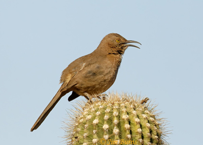 Curve-billled Thrasher