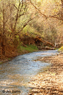 Sonoita Creek