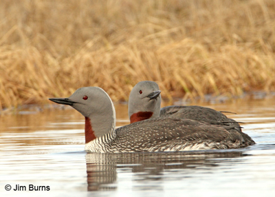 Red-throated Loons