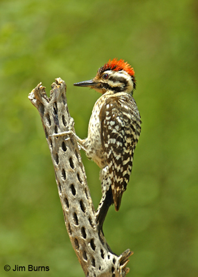 Ladder-backed Woodpecker male