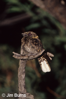 Buff-collared Nightjar