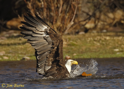 Bald Eagle with Carp
