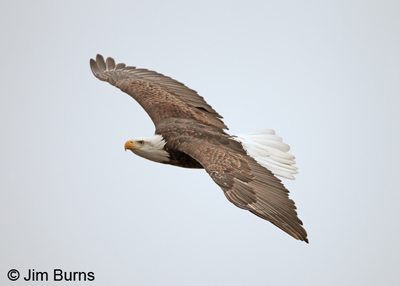 Looking down on a Bald Eagle