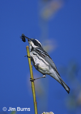Black-throated Gray Warbler