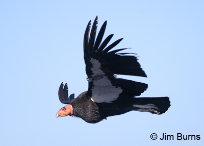 California Condor