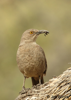 Curve-billed Thrasher