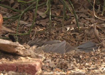 Gambel's Quail dusting