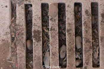 Curve-billed Thrasher evidence 