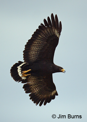 Common Black Hawk