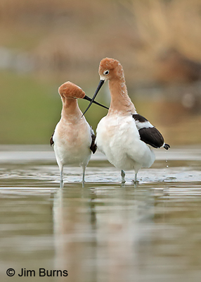 American Avocet pair, crossed bills