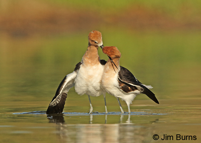 American Avocets in postcopulatory dance