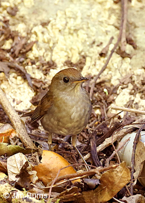 Ruddy-capped Nightingale-Thrush