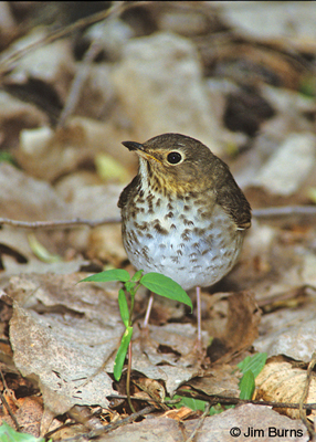 Swainson's Thrush