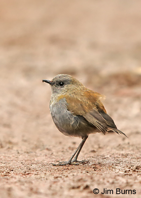 Black-billed Nightingale-Thrush