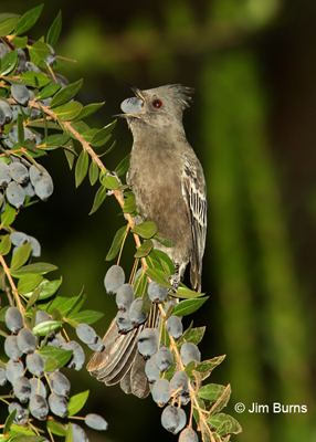 Phainopepla female with Myrtle berry