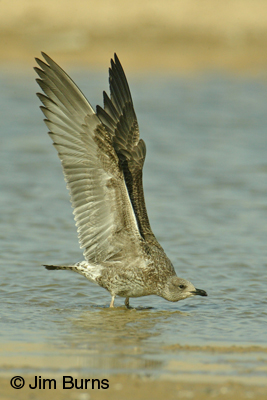 Lesser Black-backed Gull