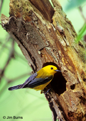 Prothonotary Warbler entering nest hole