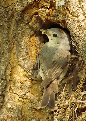 Lucy's Warbler male with spider at nest cavity--3231