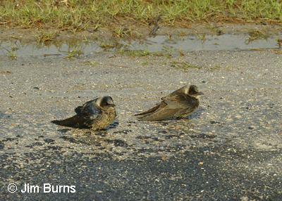 Purple Martins