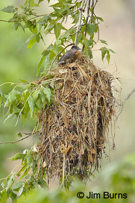 Rose-throated Becard at nest