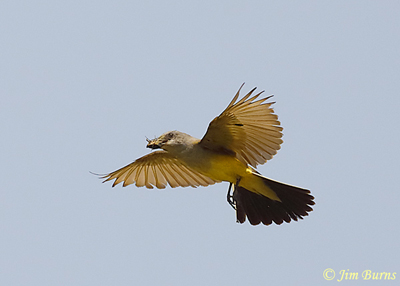 Western Kingbird with Cicada--4841