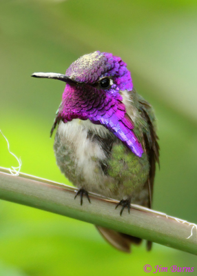 Costa's Hummingbird